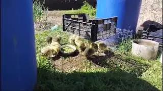 !0 дней жизни. Гусята. Линда. Большой серый Гусь.  Деревня.