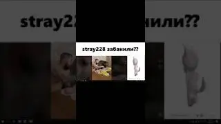 Stray228 забанили на твиче!? || курсед