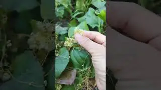 Растение паразит# Shorts#Повилика 2# Курская область