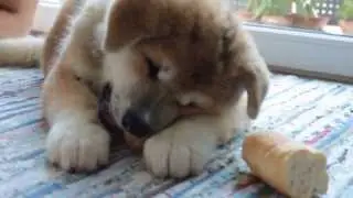 Akita ken 秋田犬 - Haku - puppy