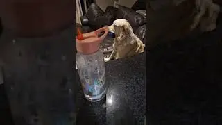 Golden Retriever broke