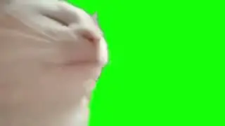 Кот, качающий головой под музыку(с хромакеем)