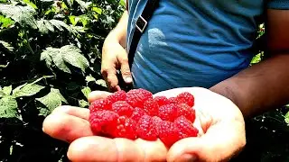 Raspberry berry.
