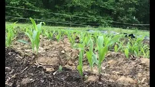 How To GROW CORN! (Small Farm)