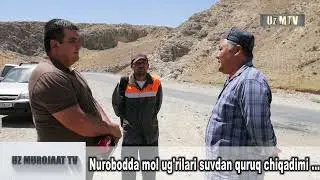 Nurobodda mol ug'rilari suvdan quruq chiqadimi ...
