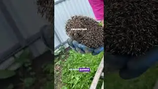 Ежик на даче. Дети в восторге от встречи с такой милашкой 🦔 #ёжик #ежик