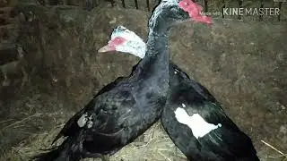 Мои утки