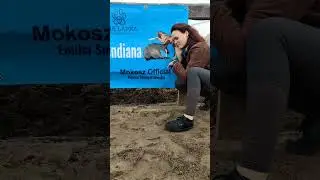 Hubertus Stajnia Indiana
