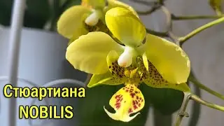 Жёлтая Стюартиана Nobilis. Характер, продолжительность цветения. Бантик не любит мыть лапки))