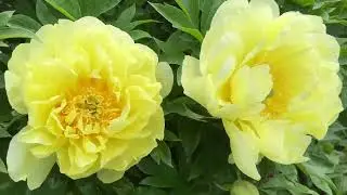 Join Me on My June Garden Tour