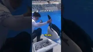 Cette Orque a 200 de QI ❤️