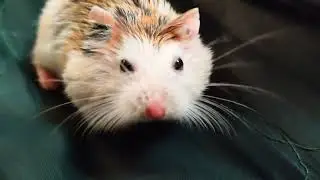 4 month old robo hamster #mouse #animals