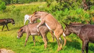 Horse Mating Donkey - Donkeys Breeding - Animals Mating