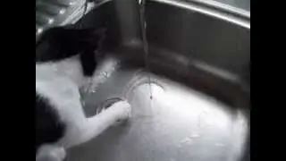 Minnie vs tap water