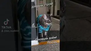 #cat #кот