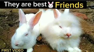 Cute Rabbits 🐰 |friends forever®