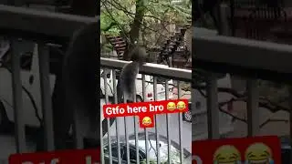 Crazy SQUIRREL occupies my TERRACE #squirrel #russianarmy #memes