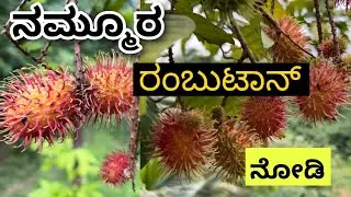 ನಮ್ಮೂರ ರಂಬುಟಾನ್ ನೋಡಿ😄| Rambutan plant