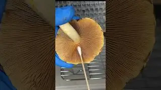 How to Collect Mushroom Spores: Spore Swab 
