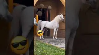 CABALLO BLANCO