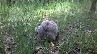 Маленький совёнок
