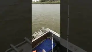 Сазан клюнул на жмых  за первые 15 минут рыбалки