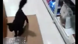 Cats Will Take a Nap Wherever They Please, Thank You Very Much