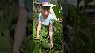 Любимая  культура #дачников..#.кабачки.....