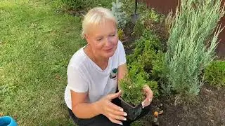 Уборка сада после заморозков#🏡🍁🍂Копаем, сажаем, убираем#28сентября2024#огород#garden#дача#деревня