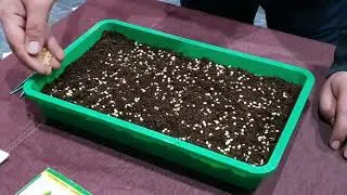 Biber tohumu nasil çimlendirilir ve hangi ayda ? 