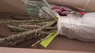 555.# Посылка с розами из питомника Полины Козловой🌹🌹🌹