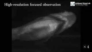 High-resolution Focused Tracking of Freely Swimming Fish
