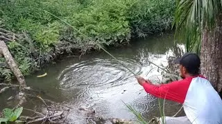 #MANCING IKAN GABUS# YANG SANGAT MENEGANGKAN# SAMPAI TANGAN GEMETARAN#