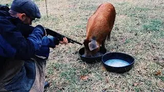 How + Why I killed my Pigs at Home
