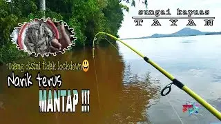 Mancing udang sungai kapuas Tayan