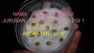 Perkecambahan toge dengan media kapas