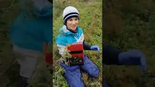 Як збирати чорницю 2021. Как собирать чернику 2021 г.#shorts #shortsvideo