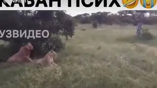 Кабан псих😂