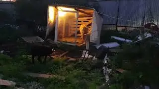 БАРАН ОПУСТИЛ ОВЦУ (смотреть до конца)