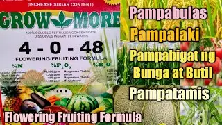 GrowMore 4-0-48 Foliar/ Pampabulas, Pampalaki,Pampabigat ng Bunga at Butil & Pampatamis ng Bunga.