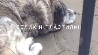 Велик VS пластилин (slow motion)