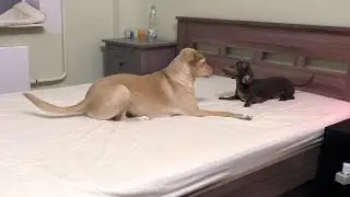 Bad Dachshund: Battle for best place on bed
