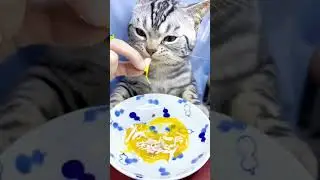 Cute cats on reels #funny #catlover #funnypets #cat #catstagram #funnyanimals #funnycute #2024 #new
