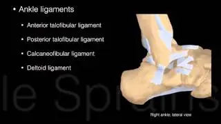 Ankle and Foot Structure and actions
