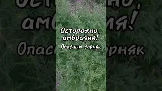 Опасный сорняк - амброзия. Чем опасна?