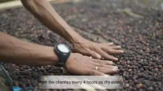 Natural Processing Method of Coffee (自然加工方法)