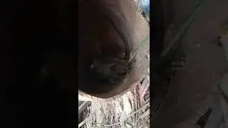 Berburu monyet mendapatkan 1 ekor monyet