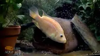 Today in the Fishroom ~ Red Morph Dovii with fry