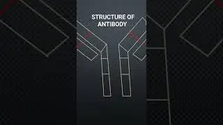 Structure of Antibody #antibody #biology #avijitsbiology #immunoglobulin