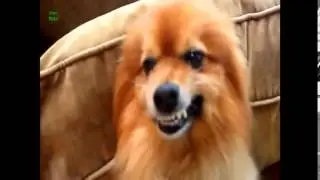 FUNNY SMILING DOGS EVER COMPILATION 1